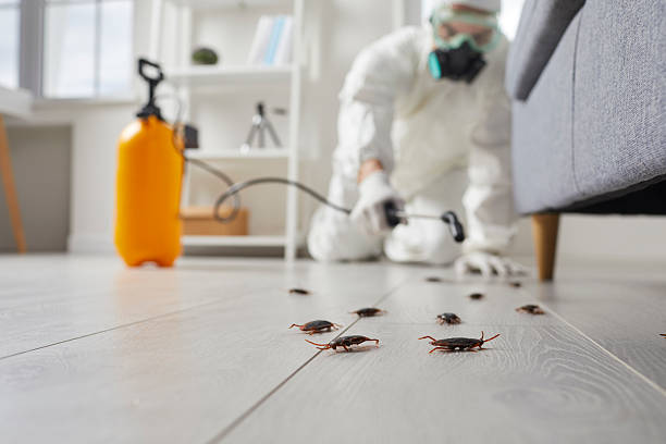 Commercial Rodent Management in Perris